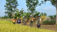 Saat Bulog Serap Gabah Poktan Sri Rahayu di Warudoyong Sukabumi