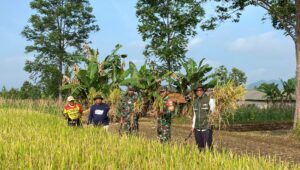 Saat Bulog Serap Gabah Poktan Sri Rahayu di Warudoyong Sukabumi
