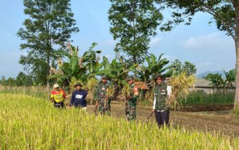 PENYERAPAN GABAH: Penyerapan gabah petani dilakukan Mitra Bulog terhadap Poktan Sri Rahayu di Kampung Sawahbera RT3/RW4, Kelurahan Dayeuhluhur, Kecamatan Warudoyong, Kota Sukabumi, Rabu (16/7).