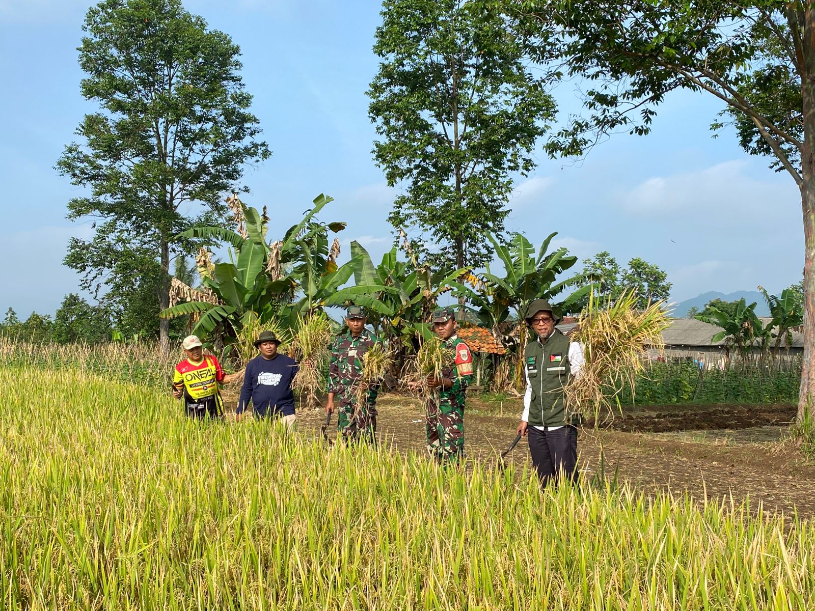 PENYERAPAN GABAH: Penyerapan gabah petani dilakukan Mitra Bulog terhadap Poktan Sri Rahayu di Kampung Sawahbera RT3/RW4, Kelurahan Dayeuhluhur, Kecamatan Warudoyong, Kota Sukabumi, Rabu (16/7).