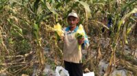Bios 44 Ubah Wajah Pertanian Desa Sasagaran, Panen Perdana Jagung Manis Melimpah
