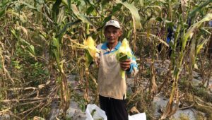Bios 44 Ubah Wajah Pertanian Desa Sasagaran, Panen Perdana Jagung Manis Melimpah