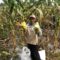 Petani di Kampung Salajambu, Desa Sasagaran, menunjukkan hasil panen jagung manis yang melimpah.(Foto: Dendi/Radar Sukabumi)