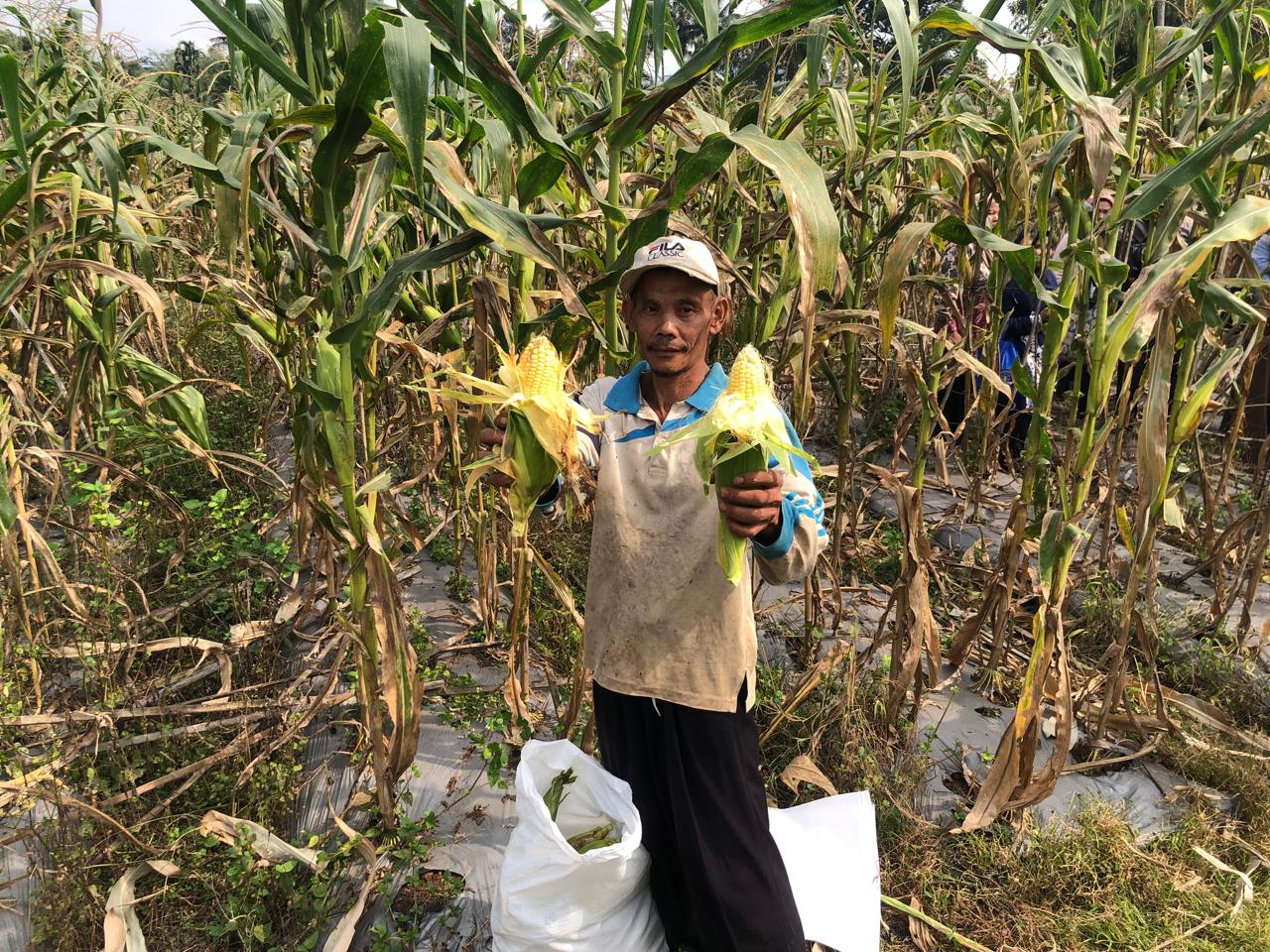 Petani di Kampung Salajambu, Desa Sasagaran, menunjukkan hasil panen jagung manis yang melimpah.(Foto: Dendi/Radar Sukabumi)