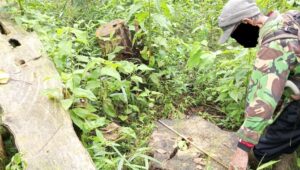 15 Ribu Pohon di Gunung Salak Raib, Pembalakan Liar Picu Bencana Ekologis