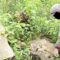 Ribuan warga Desa Cidahu, Jayabakti, dan Pondokaso, Kabupaten Sukabumi, kini menghadapi ancaman krisis air dan bencana ekologis, akibat kerusakan hutan massif di Blok Cangkuang, lereng Gunung Salak.