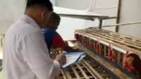 Panen Telur Ayam, Lapas Sukabumi Dorong Kemandirian dan Ketahanan Pangan