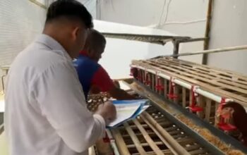 PANEN TELUR: Sejumlah warga binaan Lapas Kelas IIB Sukabumi saat panen telur ayam, belum lama ini.