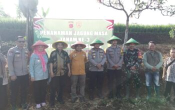 KOMPAK : Petani dan Bumdes Desa Kebonpedes bersama TNI/Polri saat menanam jagung di Desa/Kecamatan Kebonpedes, Kabupaten Sukabumi pada Kamis (31/7).