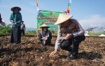 MENANAM: Penanaman jagung oleh Polres Sukabumi Kota bersama DKP3, Forkopimcam Warudoyong, dan Kelompok Tani Muda Sukabumi.