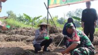 Lagi! Polres Sukabumi Kota Kembali Tanam Bibit Jagung di Lahan 2 Hektare di Baros