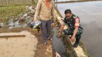 Geger, Mayat Bayi Laki-Laki Ditemukan di Saluran Air Sawah di Cibatu 