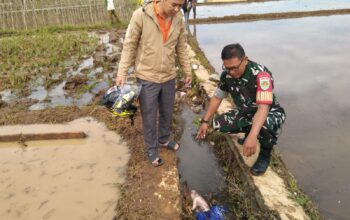 Warga Kampung Sawahlega, RT 19/RW 04, Desa Cibatu, Kecamatan Cisaat, Kabupaten Sukabumi, digemparkan oleh penemuan jasad bayi laki-laki di saluran air area persawahan, Kamis (21/8/2025) pagi.
