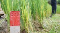 Menteri ATR/BPN Imbau Warga Pasang Patok Permanen untuk Batas Tanah