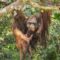 Jojo, orangutan berusia 25 tahun akhirnya dapat memanjat di enclosure hutan semi-liar di Pusat Rehabilitasi Orangutan, Desa Sungai Awan Kiri, Kecamatan Muara Pawan, Kabupaten Ketapang, Kalimantan Barat. Foto : Dokumentasi YIARI