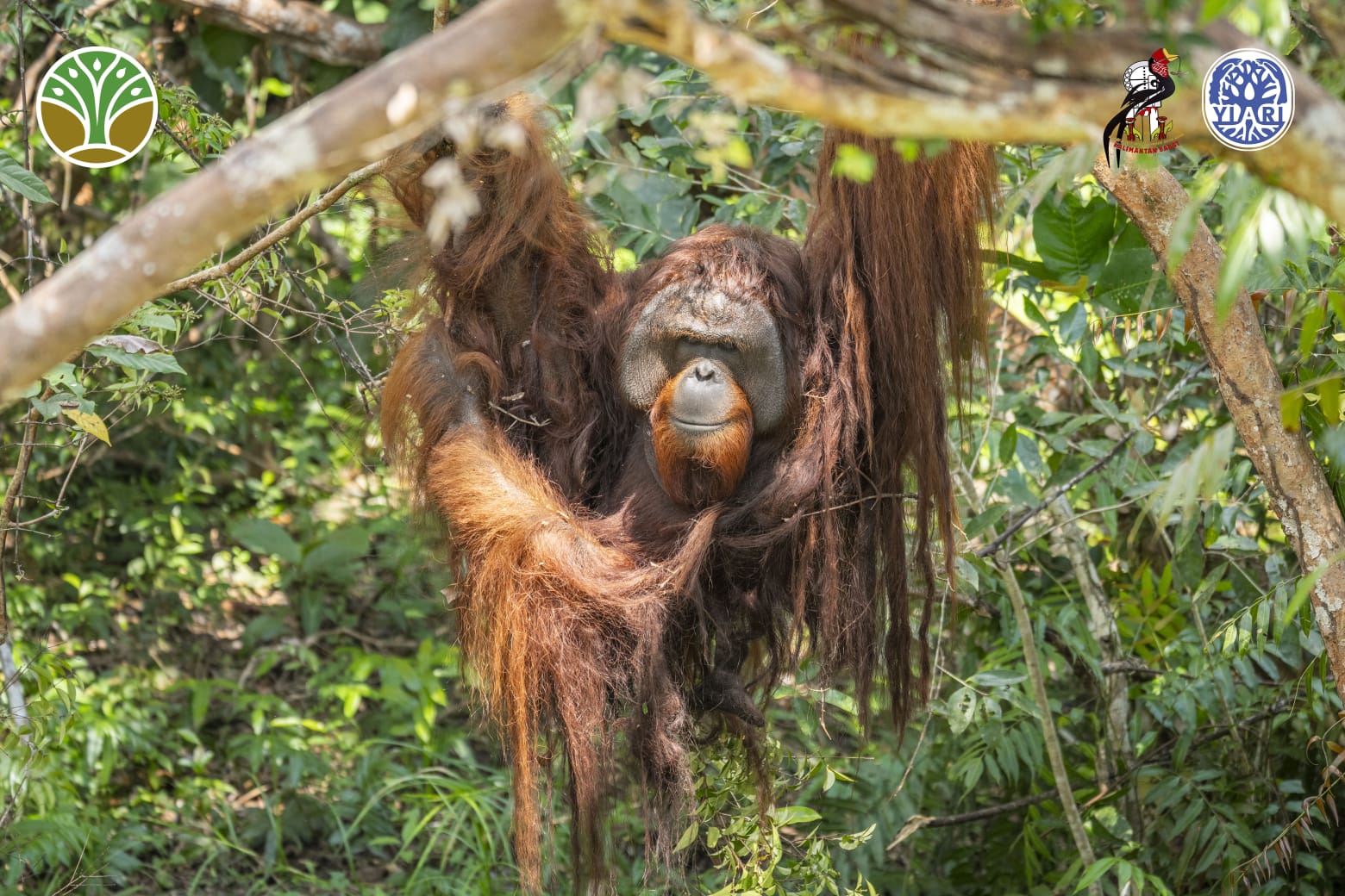 Jojo, orangutan berusia 25 tahun akhirnya dapat memanjat di enclosure hutan semi-liar di Pusat Rehabilitasi Orangutan, Desa Sungai Awan Kiri, Kecamatan Muara Pawan, Kabupaten Ketapang, Kalimantan Barat. Foto : Dokumentasi YIARI