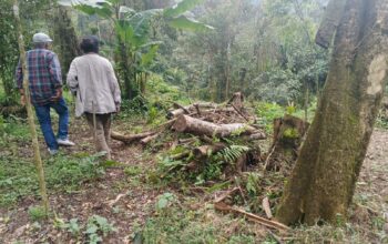 DIRUSAK : Tim Advokasi Warga Cidahu – Fraksi Rakyat, Rozak Daud, saat meninjau lokasi pengrusakan akibat ilegal logging di Blok Cangkuang, kawasan Gunung Salak, Kecamatan Cidahu, Kabupaten Sukabumi.