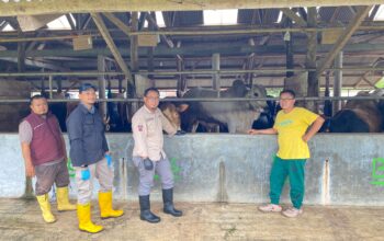 Kepala Dinas Peternakan Kabupaten Sukabumi, drh. Asep Kurnadi, saat mengecek kesehatan ternak sapi di wilayah Kabupaten Sukabumi.