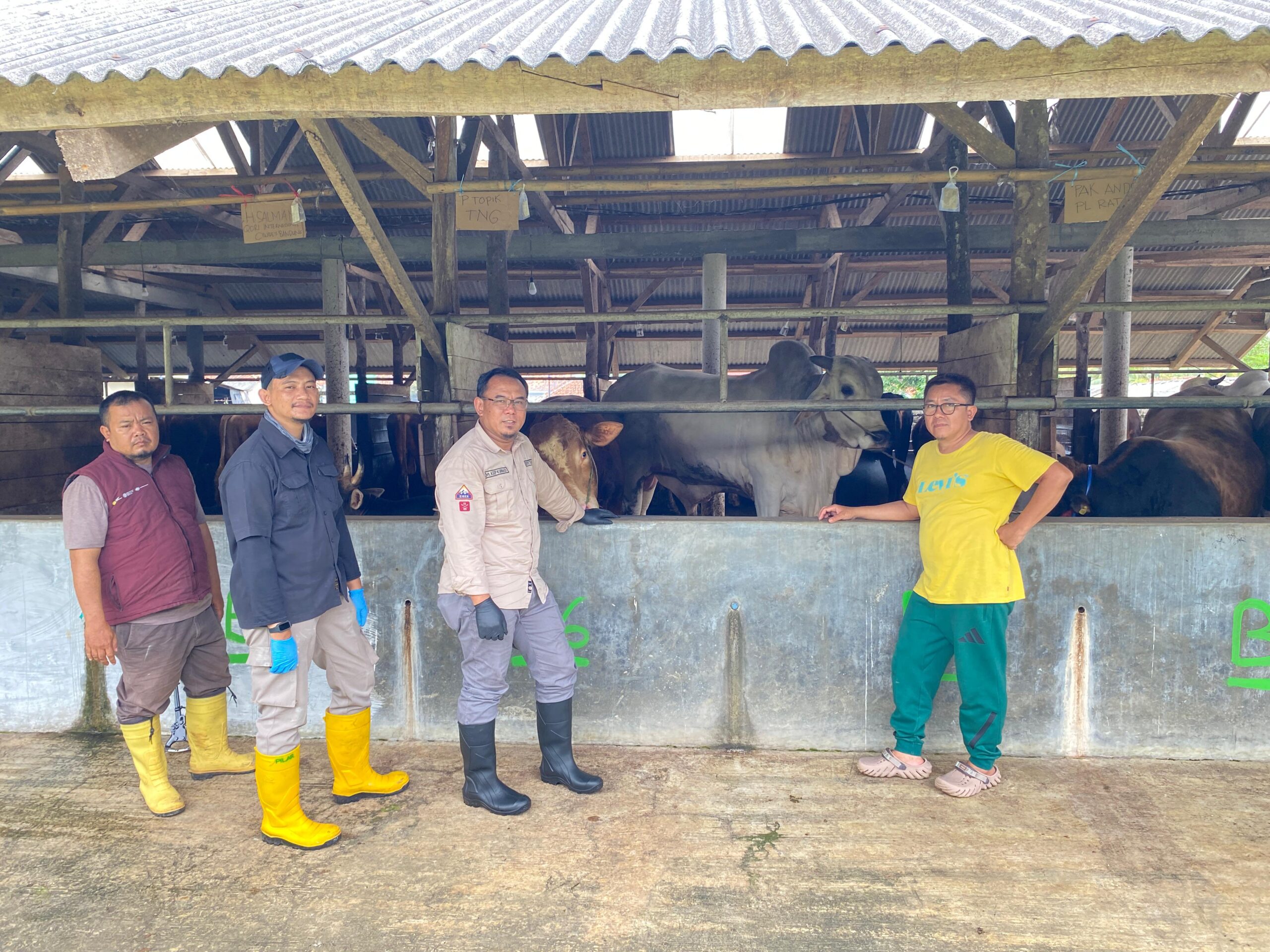 Kepala Dinas Peternakan Kabupaten Sukabumi, drh. Asep Kurnadi, saat mengecek kesehatan ternak sapi di wilayah Kabupaten Sukabumi.
