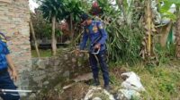 116 Ular Dievakuasi Damkar Sukabumi: Teror Satwa Liar di Tengah Kota