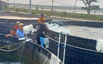 Perangkat Dinas perikanan saat melakukan pengecekan pengelolaan benih ikan nila di salah satu kelompok tani.