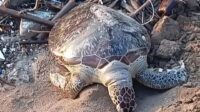 Satwa Dilindungi Tewas di Pantai Sukabumi, Terjerat Jaring Nelayan?