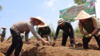 Bersama Petani, Polres Sukabumi Kota Wujudkan Ketahanan Pangan Lewat Jagung