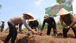 Bersama Petani, Polres Sukabumi Kota Wujudkan Ketahanan Pangan Lewat Jagung