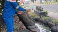 Pertamina Patra Niaga Regional JBB Dukung Pemanfaatan Limbah Daun Sirih dan Konservasi Ikan Toman