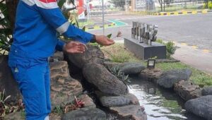 Pertamina Patra Niaga Regional JBB Dukung Pemanfaatan Limbah Daun Sirih dan Konservasi Ikan Toman