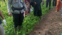Duel Maut Manusia vs King Kobra, Warga Cidadap Sukabumi Meninggal