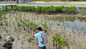 Pertamina Patra Niaga Regional Jawa Bagian Barat Luncurkan BIOGATOR untuk Rehabilitasi Mangrove