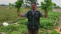 Pertamina Patra Niaga Regional JBB Gelar Panen Sayuran Organik dan Resmikan Sistem Pengolahan Air Minum di FT Cikampek