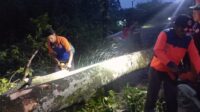 Hujan Deras dan Angin Kencang Landa Sukabumi: Rumah Rusak, Pohon Tumbang, Longsor Terjadi