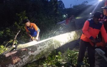 EVAKUASI: Sejumlah personel BPBD Kota Sukabumi, saat melakukan evakuasi pohon tumbang di wilayah kerjanya, belum lama ini.
