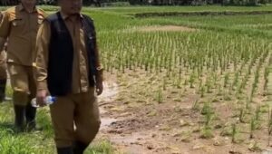 Distan Sukabumi Pantau Sawah Terdampak Banjir di Cisolok dan Cikakak