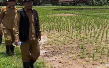 FOTO : NANDI/RADARSUKABUMI Tim gabungan dinas pertanian sesaat meninjau lokasi sawah pasca banjir di wilayah kampung Tugu, Desa Cikahuripan, Kecamatan Cisolok.
