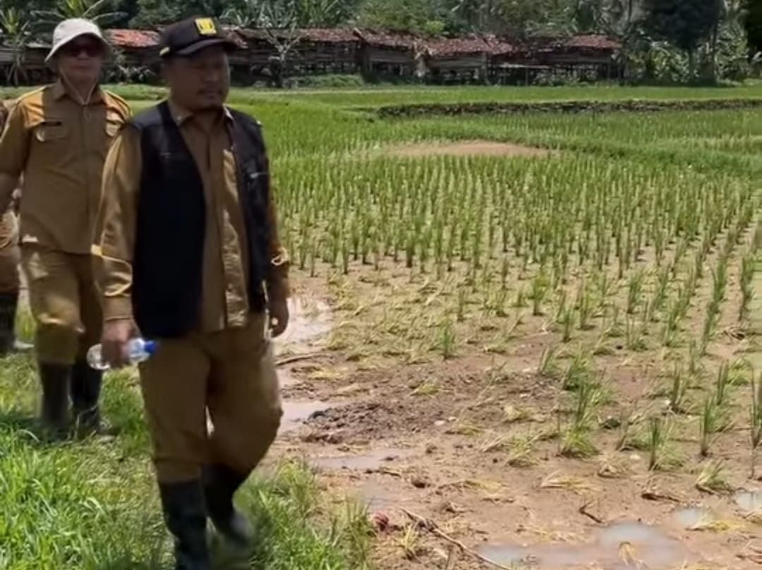 FOTO : NANDI/RADARSUKABUMI Tim gabungan dinas pertanian sesaat meninjau lokasi sawah pasca banjir di wilayah kampung Tugu, Desa Cikahuripan, Kecamatan Cisolok.