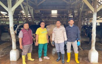 Kepala Dinas Peternakan Kabupaten Sukabumi, drh. Asep Kurnadi, saat meninjau hewan ternak sapi di wilayah Kabupaten Sukabumi.
