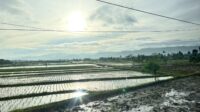 Prakiraan Cuaca Sukabumi 3 Juni 2026: Pagi Cerah Hingga Berawan Hingga Sore