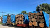 Alasan Kemenhut Perketat Pengawasan Kayu di Sumatera, Perluas Kanal Aduan Selama Bencana