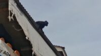 Lutung Jawa Bikin Geger Warga Cisaat