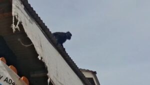 Lutung Jawa Belum Terjerat, Warga Diminta Waspada