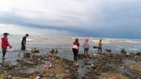 Fenomena Warga Sukabumi Sambil Liburan Berburu Kerang Putih di Pantai Loji 