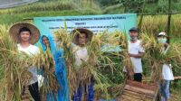 Panen Organik Cicurug Melonjak Dua Kali Lipat