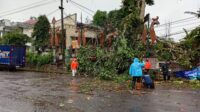Pohon Tumbang Ganggu Aktivitas, BPBD Sukabumi Langsung Turun Tangan