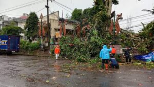 Pohon Tumbang Ganggu Aktivitas, BPBD Sukabumi Langsung Turun Tangan