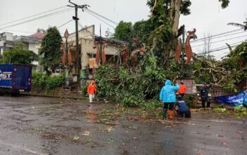 PENANGANAN: Sejumlah personel BPBD Kota Sukabumi saat melakukan penanganan pohon tumbang di samping Kantor Kelurahan Cimundul, Kecamatan Lembursitu, Minggu (11/1).