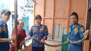 Ratusan Ular di Sukabumi Masuk Permukiman, Damkar Turun Tangan