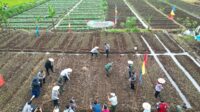 Polres Sukabumi Tanam Jagung, Perkuat Ketahanan Pangan Nasional